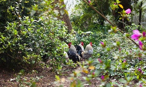 plants toxic to chickens