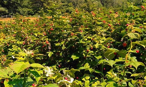 sprout seeds for fruit trees