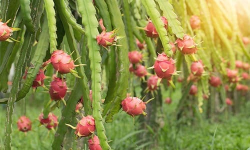 sprout seeds for fruit trees