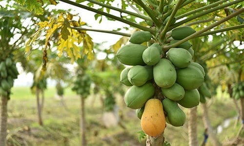 sprout seeds for fruit trees