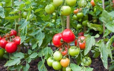 10 Tomato Growing Tips For Beginners