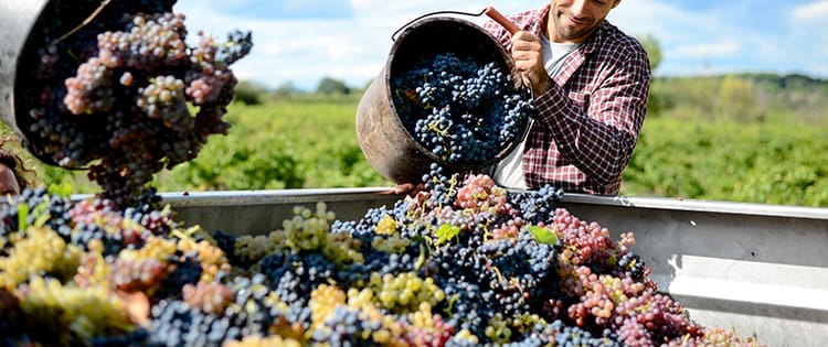 How to Make the Most of Harvest Time During the Food Crisis