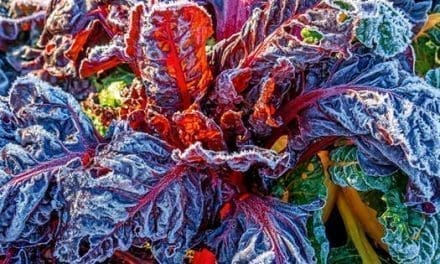 10 Things To Plant In The Fall To Harvest In The Dead Of Winter