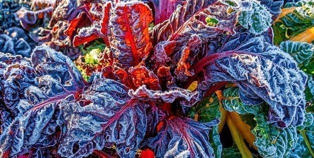 10 Things To Plant In The Fall To Harvest In The Dead Of Winter