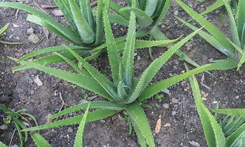 amish medicinal garden