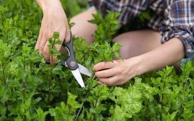 Amish Medicinal Garden