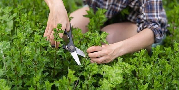 Amish Medicinal Garden