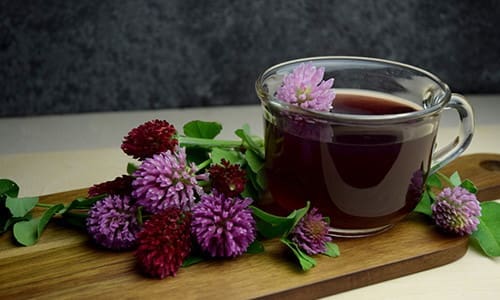 amish medicinal garden