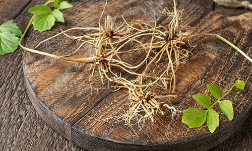 amish medicinal garden