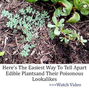 How to tell apart edible plants and their poisonous lookalikes
