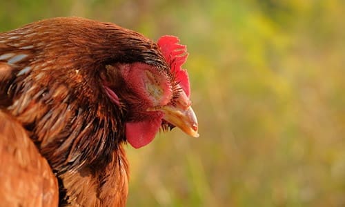 chicken diseases