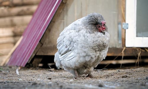 chicken diseases