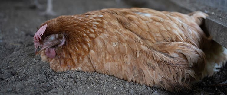 Recognizing And Treating Common Chicken Diseases