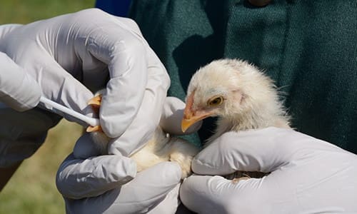 chicken diseases