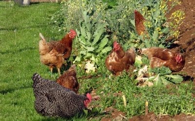 Chicken Friendly Plants To Have In Your Homestead