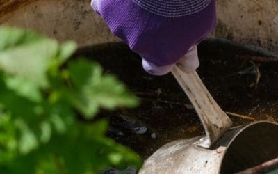 DIY Compost Tea