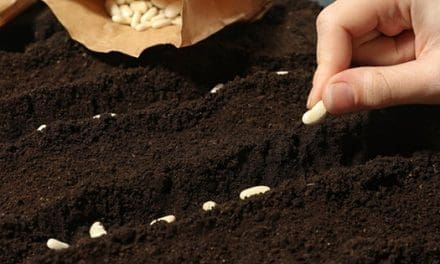 How To Harvest Seeds From Plants You Are Already Growing