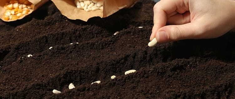 How To Harvest Seeds From Plants You Are Already Growing