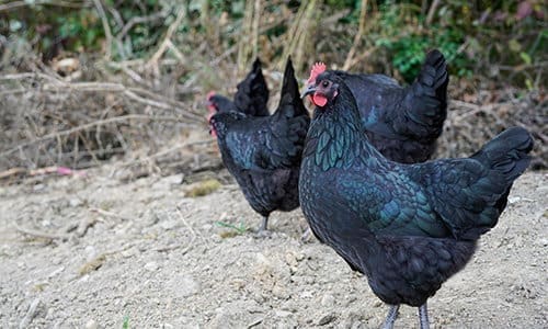 top egg laying chicken breeds