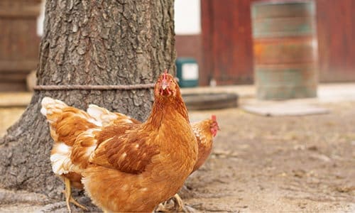 top egg laying chicken breeds