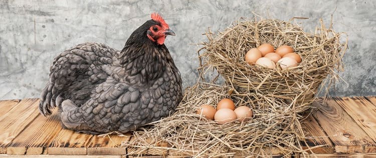 Top 6 Best Egg-Laying Chicken Breeds