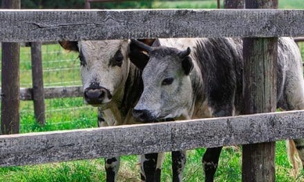 How To Raise Mini Cows For Prepping And SHTF