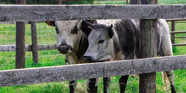 How To Raise Mini Cows For Prepping And SHTF