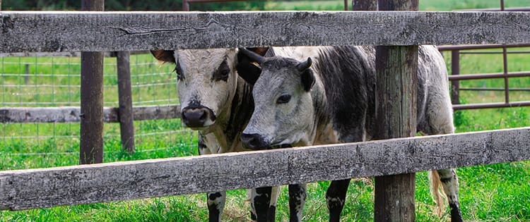 How To Raise Mini Cows For Prepping And SHTF