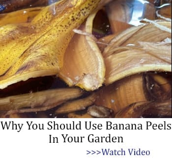 Why you should use banana peels in your garden