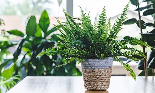 house plants that purify air