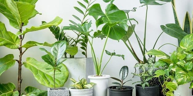10 Houseplants That Purify Your Air