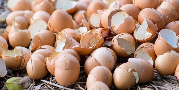 11 Ingenious Uses For Eggshells In Your Garden