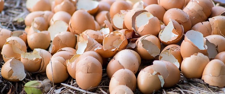 11 Ingenious Uses For Eggshells In Your Garden