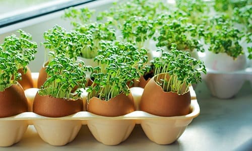 ingenious eggshells uses