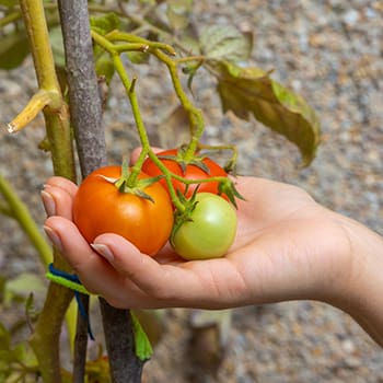 tomato leaves