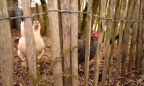 train chickens