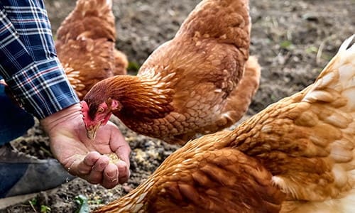 train chickens