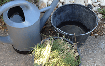 Weed Tea – Turning Unwanted Plants Into Fertilizer