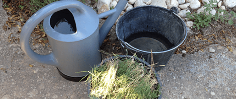 Weed Tea – Turning Unwanted Plants Into Fertilizer