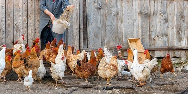 The Best Chicken Breeds for Your Homestead