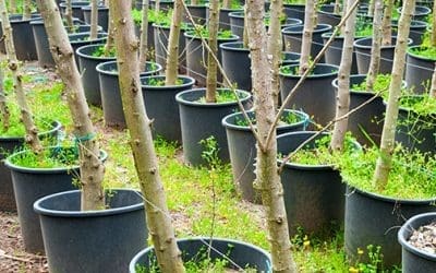 The Best Fruit Trees to Grow in Five Gallon Buckets