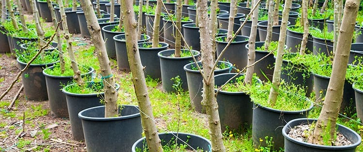 The Best Fruit Trees to Grow in Five Gallon Buckets