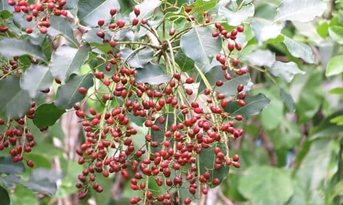 antidote near poisonous plant