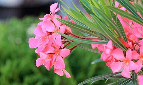 antidote near poisonous plant