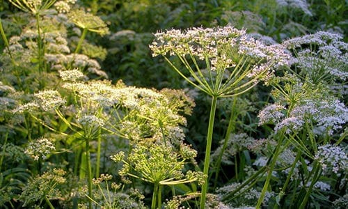 antidote near poisonous plant