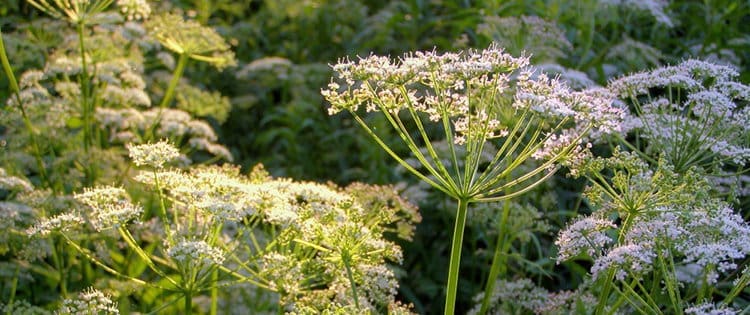 Antidote Plants That Grow Near Poisonous Ones