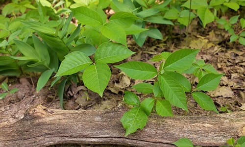 antidote near poisonous plant