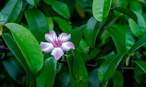 antidote near poisonous plant