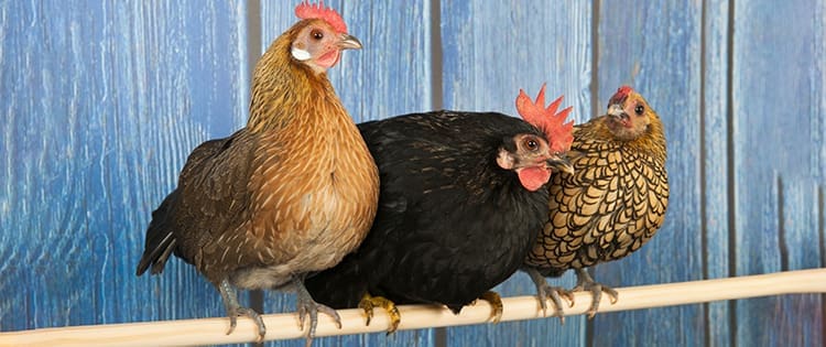 This Is Why You Should Raise Bantam Chicken