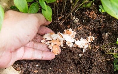 13 Homemade Fertilizers For Your Plants